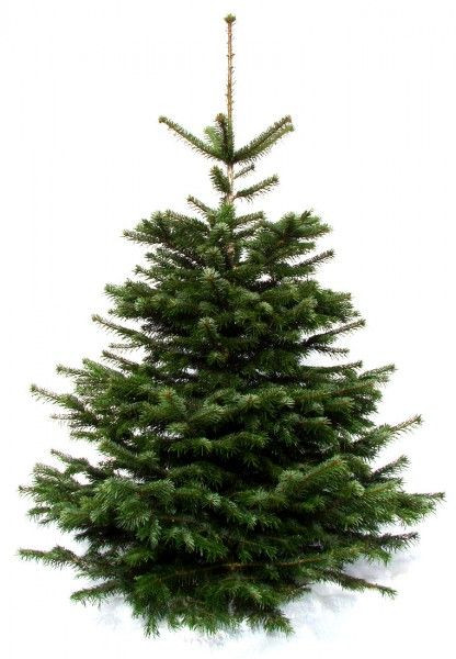 Weihnachtsbaumland echter Weihnachtsbaum Nordmanntanne Abies Nordmanniana 170-190 cm, NMSCHL190