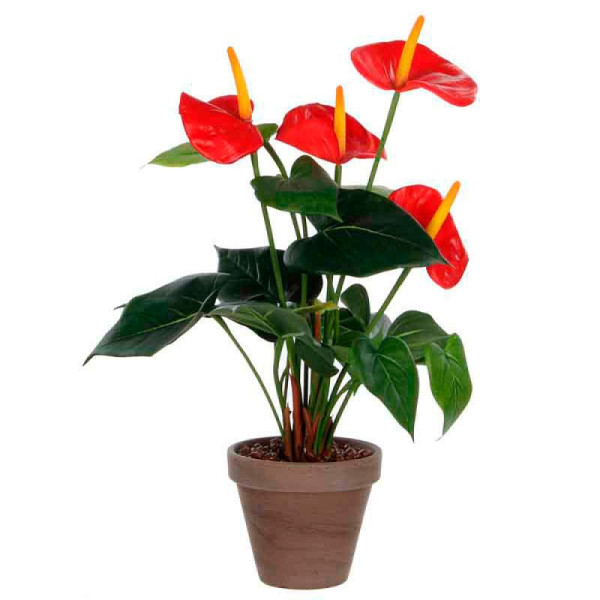 STEIN HGS Pflanz Flamingoblume (Anthurium), 84186.0001