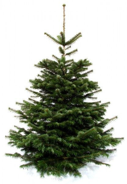 Weihnachtsbaumland echter Weihnachtsbaum Nordmanntanne Abies Nordmanniana 150-170 cm, NMSCHL170
