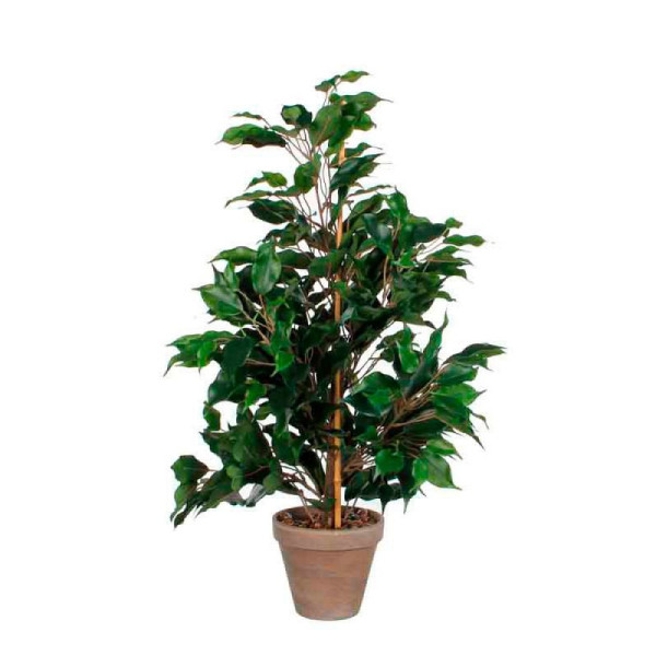 STEIN HGS Pflanz Ficus Exotica 65cm, grün, Polyester, 84185.0001