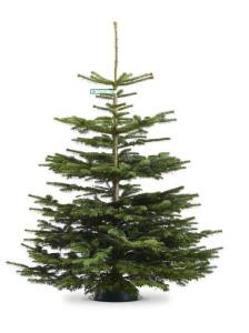 Nordmann-Tanne, First Selection 125-150 cm, 4039821111257