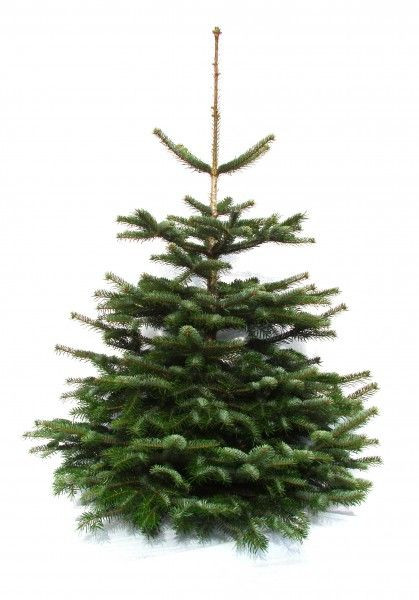 Weihnachtsbaumland echter Weihnachtsbaum Nordmanntanne Abies Nordmanniana 120-140 cm, NMSCHL140