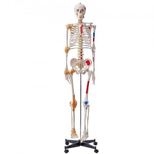 VEVOR Menschliches Skelett Modell für Anatomie, 182 cm, mit Bändern, Beweglichen Armen, Beinen & Kiefer, mit Muskelursprung, GGJRQGMX1JTHBQTJ3V0