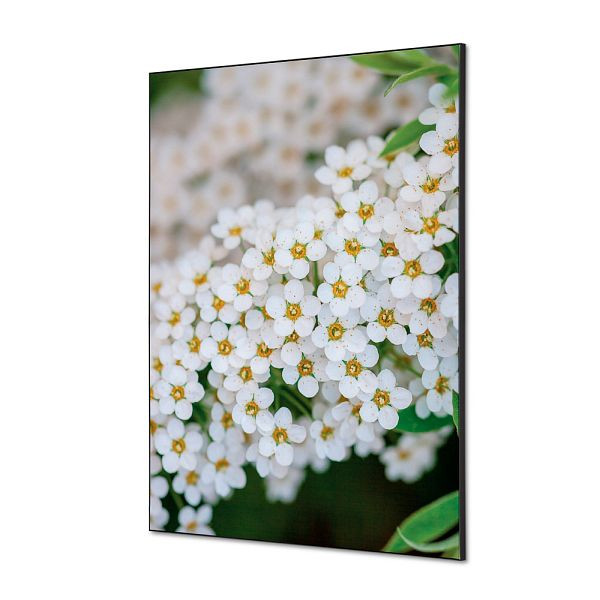Showdown Displays Spannstoff Wanddekoration SET A1 Weiße Blume Spirea, TFR22WA1-SET-I3
