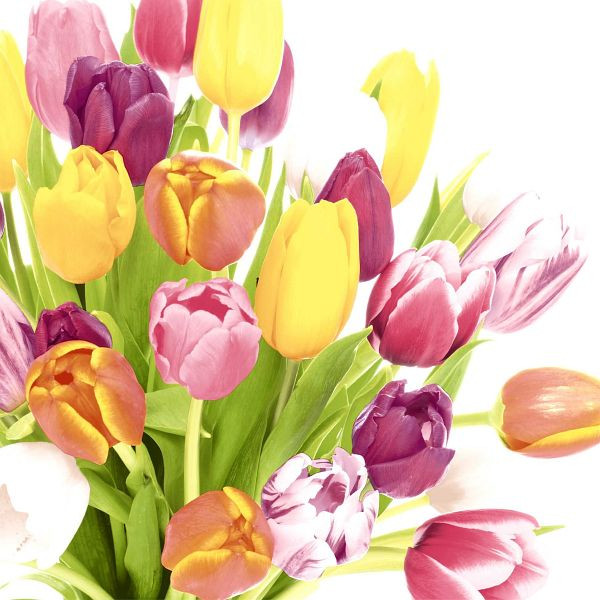 PAPER+DESIGN Lunchservietten Frühling Tulpen - 33 x 33 cm, VE: 20 Stück, 204871