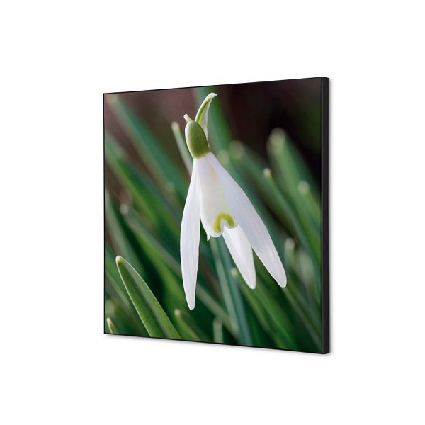 Showdown Displays Spannstoff Wanddekoration SET 40 x 40 Weiße Blume Schneeglöckchen, TFR22W400-SET-I24