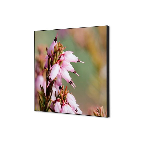 Showdown Displays Spannstoff Wanddekoration SET 40 x 40 Pinke Blume Erica, TFR22W400-SET-I5