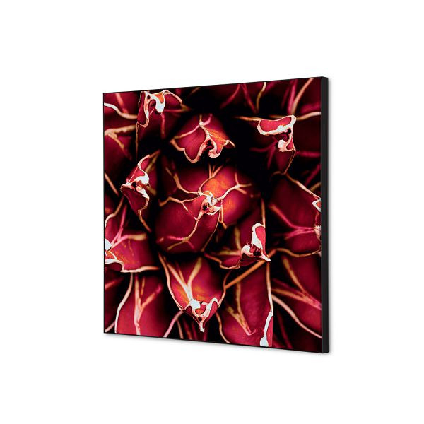 Showdown Displays Spannstoff Wanddekoration SET 40 x 40 Kaktus Rot, TFR22W400-SET-I821