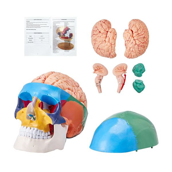 VEVOR Menschliches Schädelmodell, 8 Teile Gehirn & 3 Teile Schädel, Abnehmbares Lernschädelmodell für Professionelle Lehre, GGJRQGMX1JTCAVFX9V0
