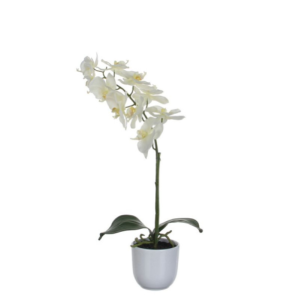 STEIN HGS Pflanz Nachtfalter-Orchidee, grün, weiß, Höhe 600 mm, 84188.0002