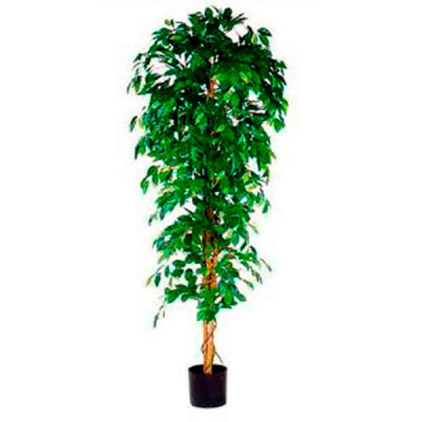 STEIN HGS Pflanz Ficus Benjamina, exklusive Blumentopf, Höhe 2100 mm, 84184.0002