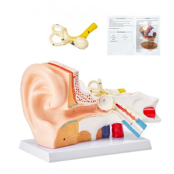VEVOR 3D Ohr Anatomie Modell, 5-fach Vergrößerung, 3 Teile mit Basis, PVC Lehrmittel, GGJRQGMX1JTRJXY3RV0