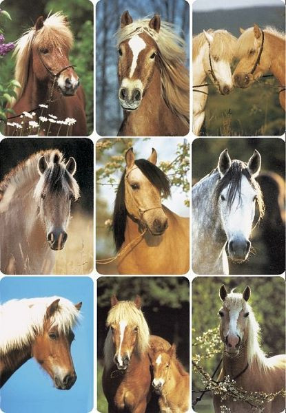 HERMA 3568 Sticker DECOR Pferdeköpfe, VE: 10 Stück, 3568, 4008705035682